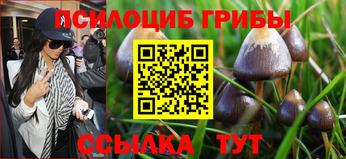 Псилоцибиновые грибы Cubensis  где найти   Мичуринск  Вход с VPN 